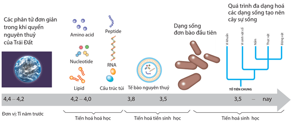 Hình ảnh minh họa SGK Sinh học 12