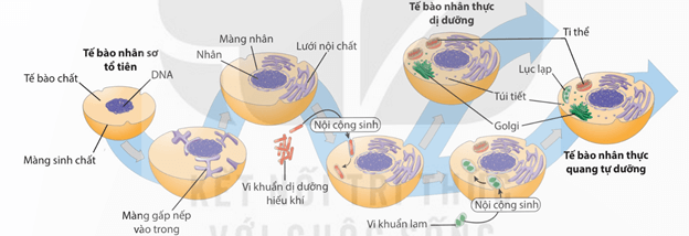 Hình ảnh minh họa SGK Sinh học 12