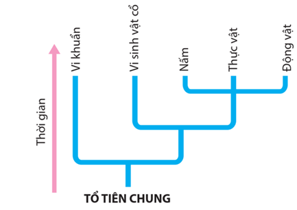 Hình ảnh minh họa SGK Sinh học 12