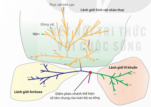 Hình ảnh minh họa SGK Sinh học 12