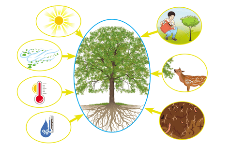 Hình ảnh minh họa SGK Sinh học 12