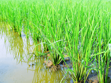 Hình ảnh minh họa SGK Sinh học 12