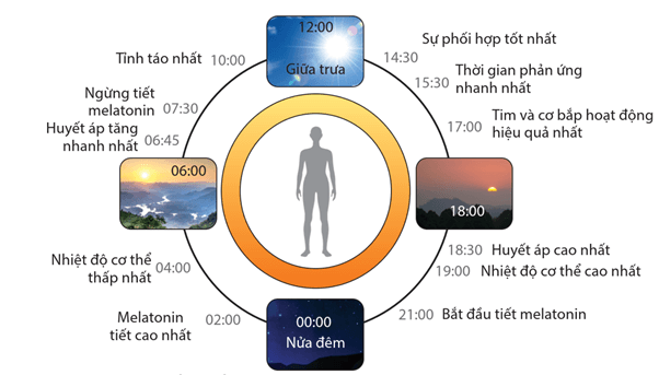 Hình ảnh minh họa SGK Sinh học 12