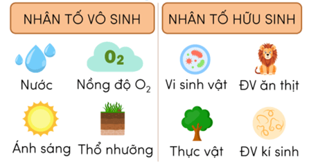 Hình ảnh minh họa SGK Sinh học 12