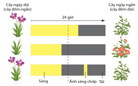 Hình ảnh minh họa SGK Sinh học 12