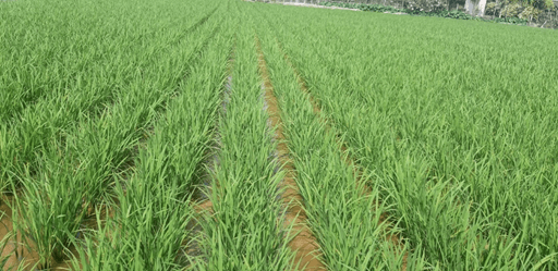 Hình ảnh minh họa SGK Sinh học 12