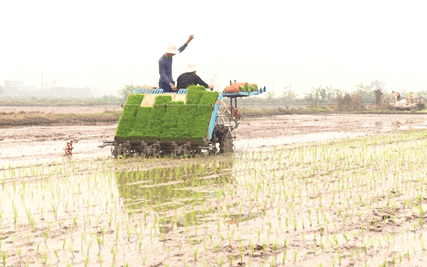 Hình ảnh minh họa SGK Sinh học 12