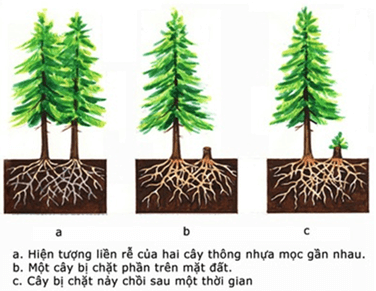 Hình ảnh minh họa SGK Sinh học 12