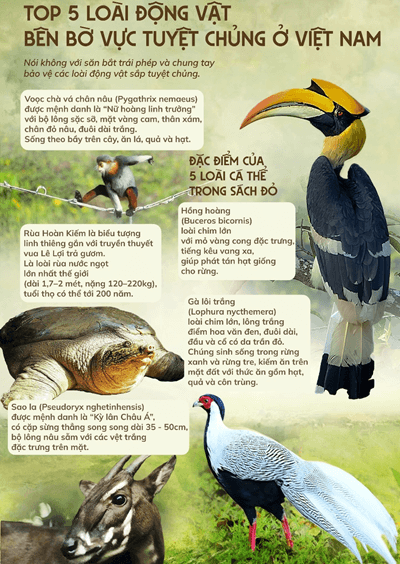 Hình ảnh minh họa SGK Sinh học 12