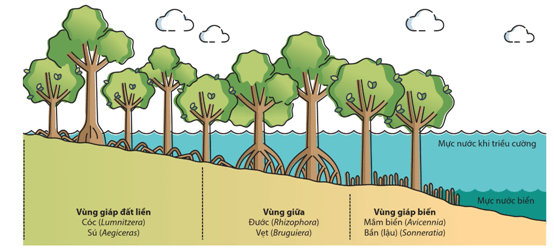 Hình ảnh minh họa SGK Sinh học 12