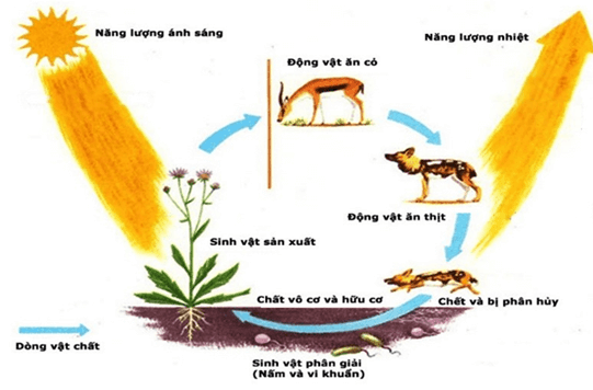 Hình ảnh minh họa SGK Sinh học 12