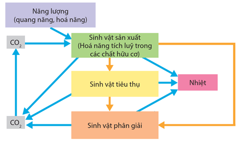 Hình ảnh minh họa SGK Sinh học 12