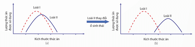 Hình ảnh minh họa SGK Sinh học 12