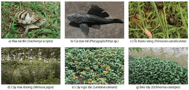 Hình ảnh minh họa SGK Sinh học 12