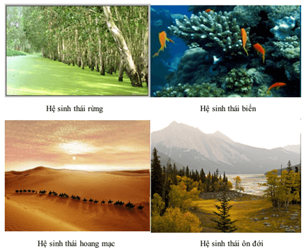 Hình ảnh minh họa SGK Sinh học 12