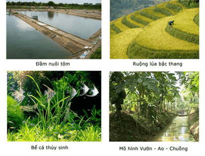Hình ảnh minh họa SGK Sinh học 12