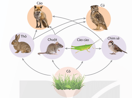 Ví dụ về chuỗi thức ăn khởi đầu bằng sinh vật ăn mùn bã hữu cơ