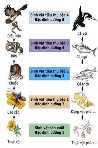 Hình ảnh minh họa SGK Sinh học 12