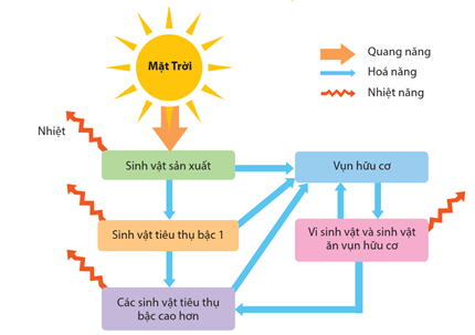 Hình ảnh minh họa SGK Sinh học 12