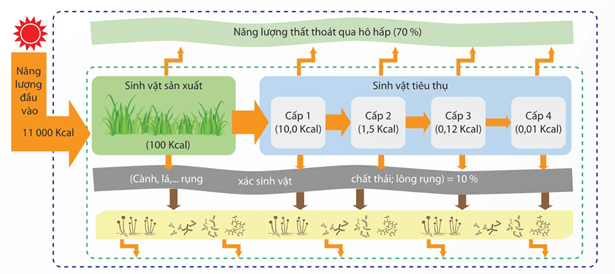 Hình ảnh minh họa SGK Sinh học 12