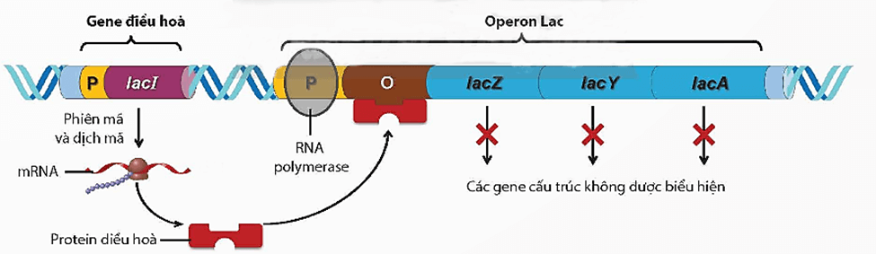 Hình ảnh minh họa SGK Sinh học 12