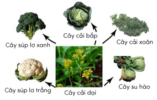 Hình ảnh minh họa SGK Sinh học 12