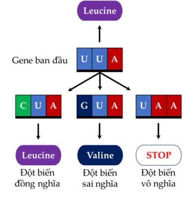 Hình ảnh minh họa SGK Sinh học 12