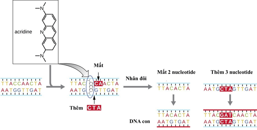 Hình ảnh minh họa SGK Sinh học 12