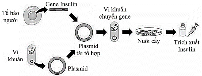 Hình ảnh minh họa SGK Sinh học 12