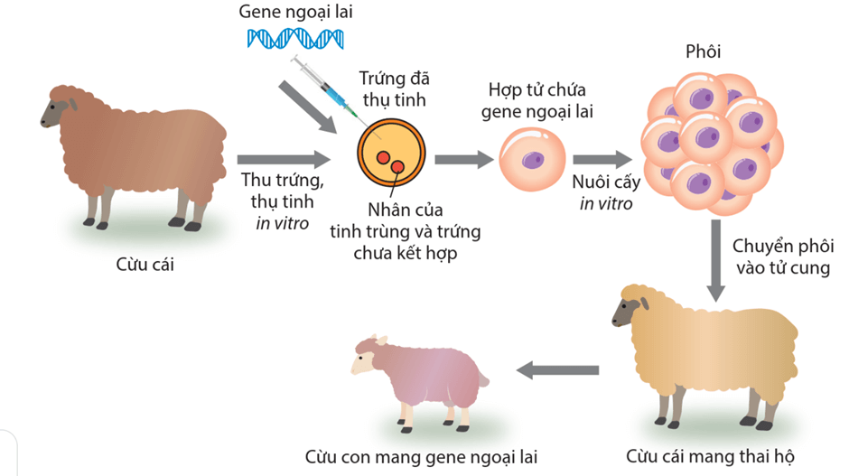 Hình ảnh minh họa SGK Sinh học 12