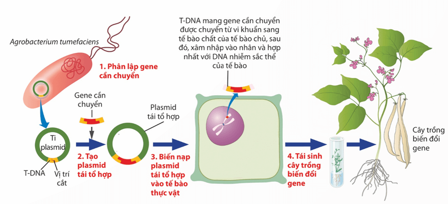 Hình ảnh minh họa SGK Sinh học 12