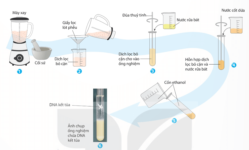 Hình ảnh minh họa SGK Sinh học 12