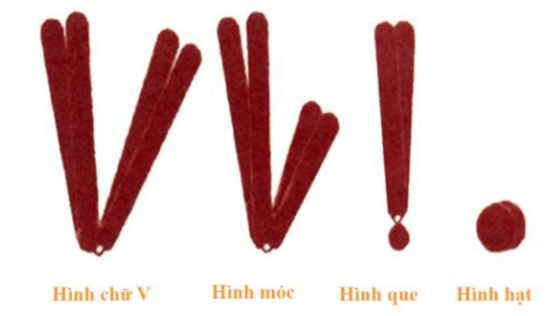 Hình ảnh minh họa SGK Sinh học 12