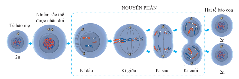 Hình ảnh minh họa SGK Sinh học 12
