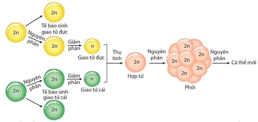 Hình ảnh minh họa SGK Sinh học 12