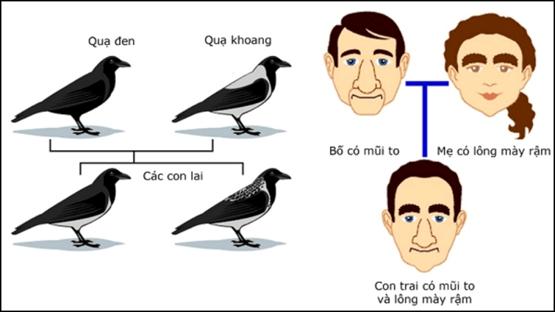 Hình ảnh minh họa SGK Sinh học 12
