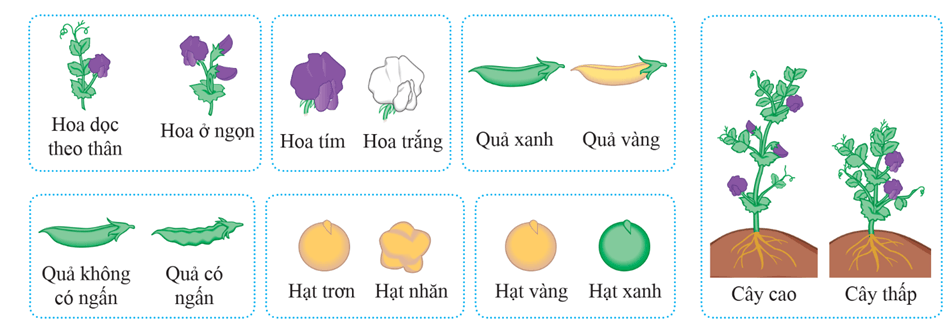 Hình ảnh minh họa SGK Sinh học 12