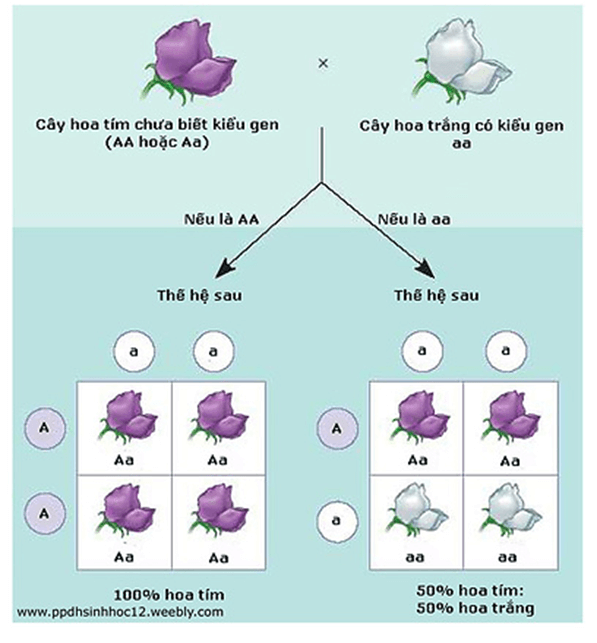 Hình ảnh minh họa SGK Sinh học 12