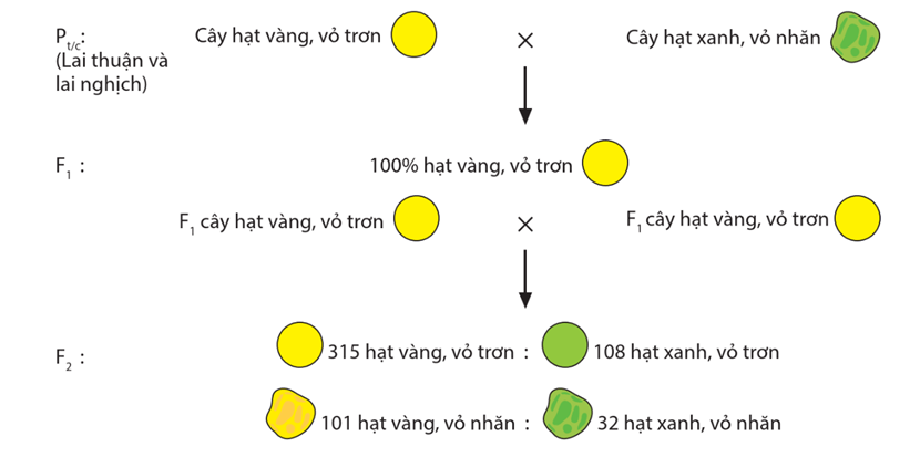 Hình ảnh minh họa SGK Sinh học 12