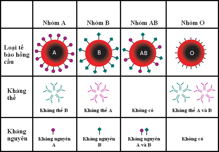 Hình ảnh minh họa SGK Sinh học 12