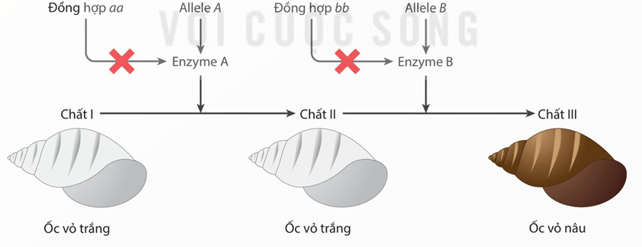 Hình ảnh minh họa SGK Sinh học 12