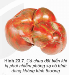 Hình ảnh minh họa SGK