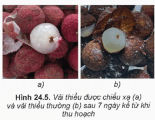 Hình ảnh minh họa SGK